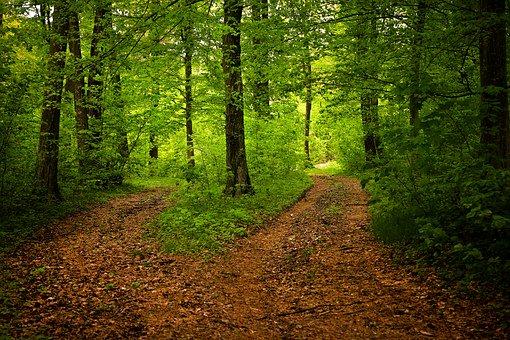 Path, Forest, Nature, Season, Green