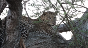 Leopard