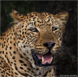 Leopard