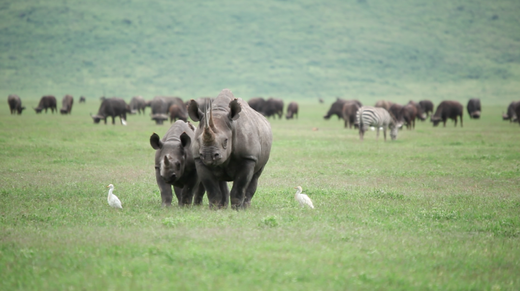 Rhino in NCA