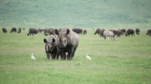 Rhino in NCA
