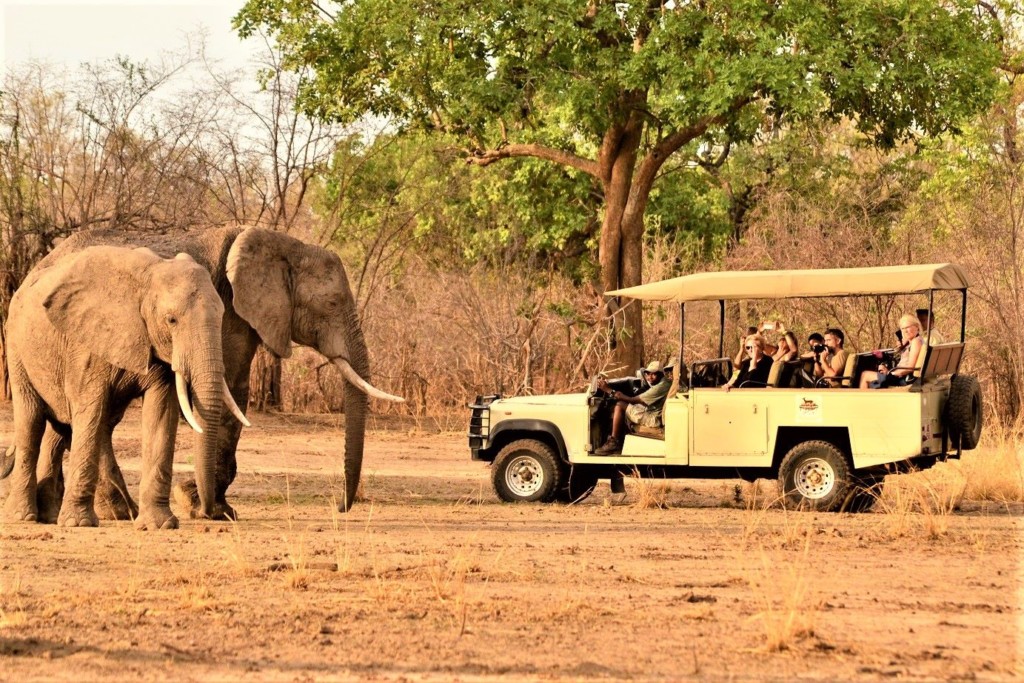 Safari 1