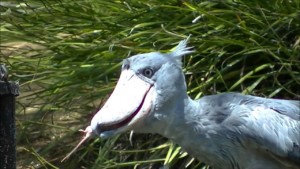 UGANDA Shoebill1