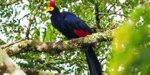 UGANDA-bird