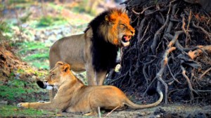 kafue