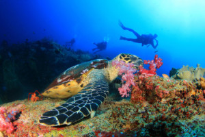 10 DAYS TO ZANZIBAR Diving-Facilities-in-Zanzibar