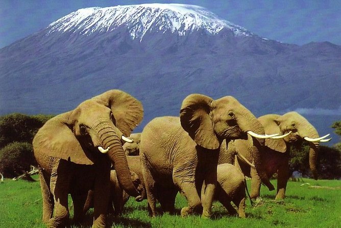 Elephant