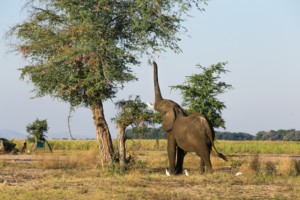 Elephant