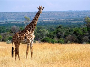 masai mara