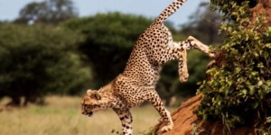 tarangire_np