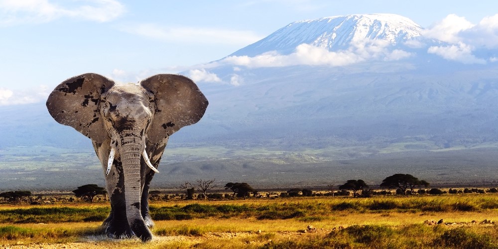 African Safari Travel