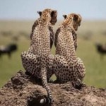 Profile picture of Sere adventure Safari