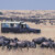 Profile picture of Simba Paka Safaris