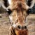 Profile picture of B. Tours Safaris