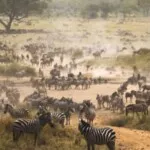 Profile picture of Dodogrouptours