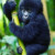 Profile picture of Gorilla nest safaris