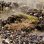 Profile picture of Bush Path Safaris