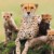 Profile picture of Wildventure Holidays