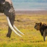 Profile picture of SUPERIORAFRICANSAFARI
