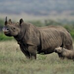lake-nakuru-national-park