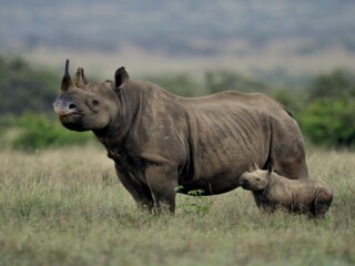 Lake Nakuru National Park