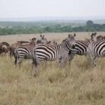 mara-reserve
