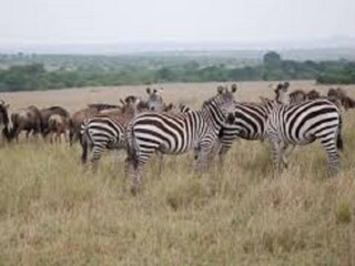 Mara Reserve