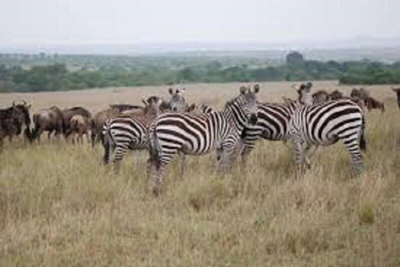 mara-reserve