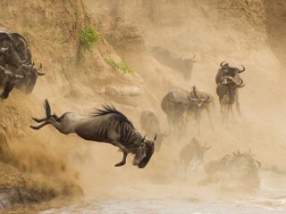 Mara River wilderbeests