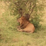 see-the-king-of-the-jungle-the-lion