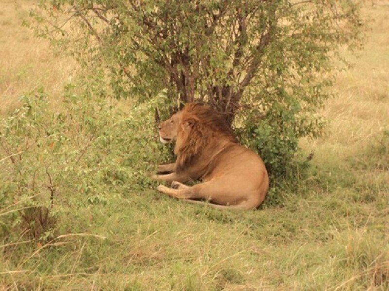see-the-king-of-the-jungle-the-lion