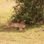 tano-bora-in-maasai-mara-game-reserve