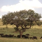 the-african-cape-buffalo