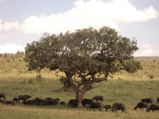 The African Cape Buffalo