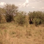 the-black-rhino