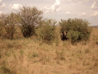 The Black Rhino