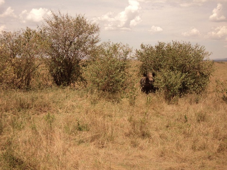 the-black-rhino