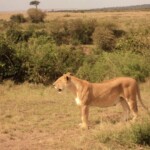 the-lioness-in-the-mara