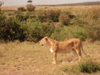 The Lioness in the Mara