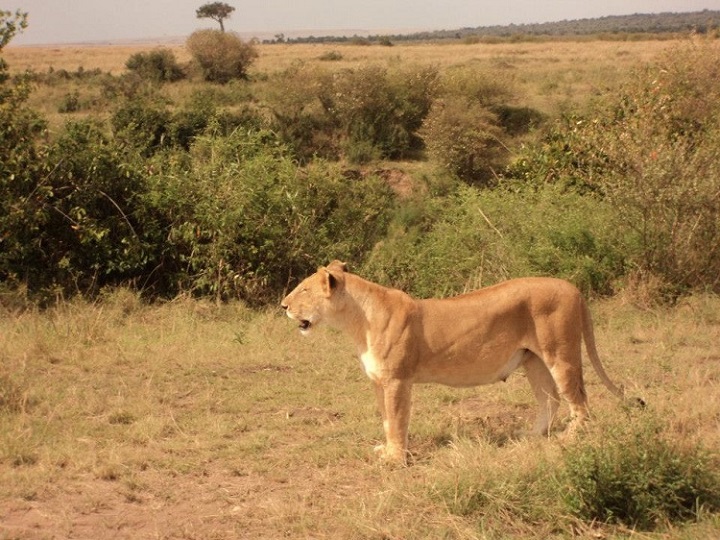 the-lioness-in-the-mara