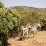 the-zebra