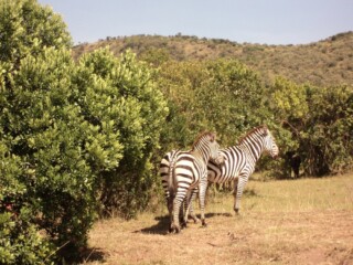 The Zebra