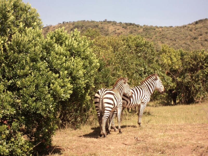 the-zebra