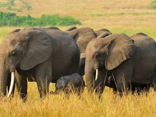 Elephants