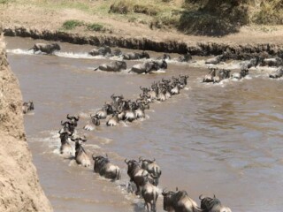 tanzania-student-safari