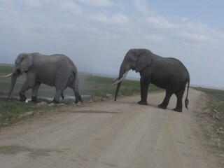 Amboseli Herd of Elephants, Mount KilimanjaroKenya Adventure Safaris, Active Adventures, YHA Kenya Travel Epic Adventures, Epic Wildlife Safari