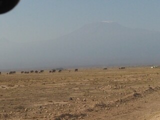 Amboseli Herd of Elephants,Mount Kilimanjaro Kenya Adventure Safaris, Active Adventures, YHA Kenya Travel Epic Adventures, Epic Wildlife Safari