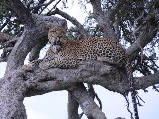 Cheetah YHA Kenya Travel