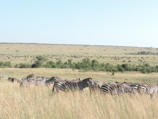 Epic Active AdventuresYHA Kenya Travel Tours And SafarisWildlife SafarisSafari BookingsMasai Mara Kenya SafariActive Holidays in KenyaAfrican SafariThe Big Five