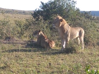 Epic Active AdventuresYHA Kenya Travel Tours And SafarisWildlife SafarisSafari BookingsMasai Mara Kenya SafariActive Holidays in KenyaAfrican SafariThe Big Five